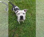 Small #1 Mutt
