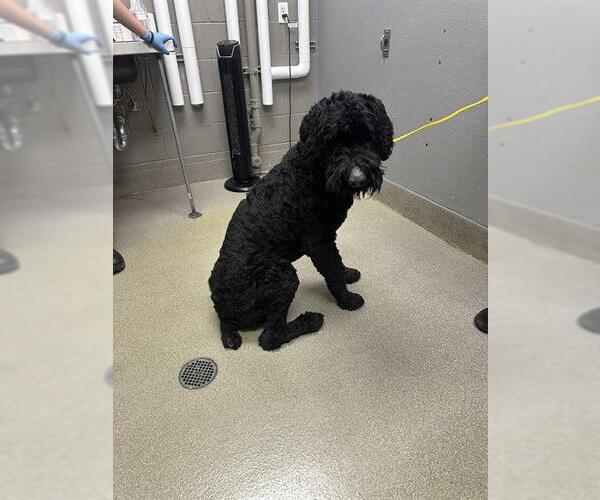 Medium Photo #1 Poodle (Standard)-Unknown Mix Puppy For Sale in Las Vegas, NV, USA