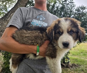Medium Great Bernese