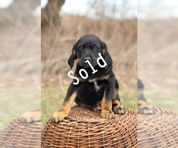 Medium Photo #7 English Setter-Labloodhound Mix Puppy For Sale in LISLE, NY, USA