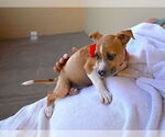 Small #1 American Pit Bull Terrier Mix