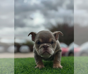 English Bulldog Puppy for sale in STOCKTON, CA, USA