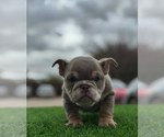 Small English Bulldog