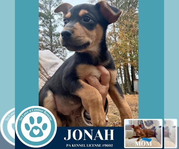 Medium Photo #3 Mutt Puppy For Sale in Kimberton, PA, USA