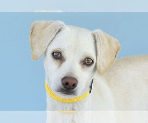 Mutt Dogs for adoption in Pasadena, CA, USA