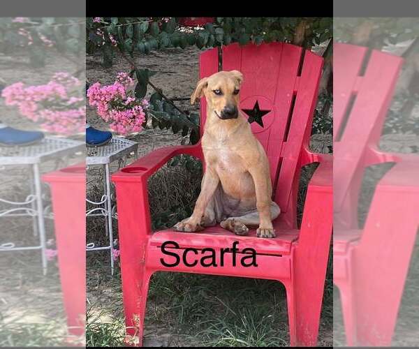 Medium Photo #1 Mutt Puppy For Sale in FRAMINGHAM, MA, USA
