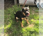 Small #6 Bulldog-German Shepherd Dog Mix