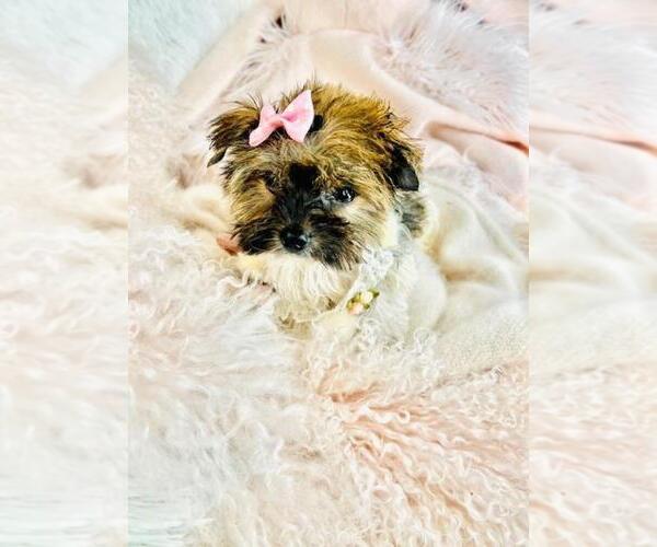 Medium Photo #3 Yorkshire Terrier Puppy For Sale in MIAMI, FL, USA