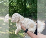Small Photo #5 Goldendoodle Puppy For Sale in BRKN ARW, OK, USA