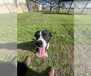 Black Mouth Cur Dogs for adoption in Corpus Christi, TX, USA