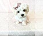 Small #12 Maltese