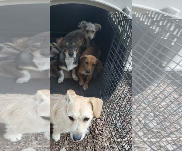 Medium Photo #2 Chiweenie Puppy For Sale in Fresno, CA, USA
