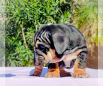 Small Photo #19 English Bulldog Puppy For Sale in LAS VEGAS, NV, USA