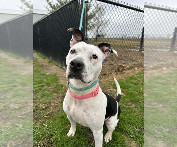 Medium Photo #3 Mutt Puppy For Sale in Evansville, IN, USA