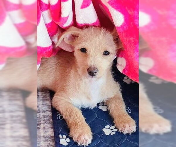 Medium Photo #4 Chihuahua-Unknown Mix Puppy For Sale in Genesee, WI, USA