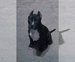 Puppy Gizmo American Bully
