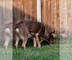 Small Photo #8 Australian Kelpie-Australian Shepherd Mix Puppy For Sale in McKinney, TX, USA