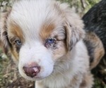 Small Photo #10 Australian Shepherd Puppy For Sale in MABEL, MN, USA