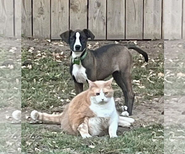 Medium Photo #10 Mutt Puppy For Sale in Mount Laurel, NJ, USA