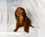 Puppy Amour Poodle (Standard)