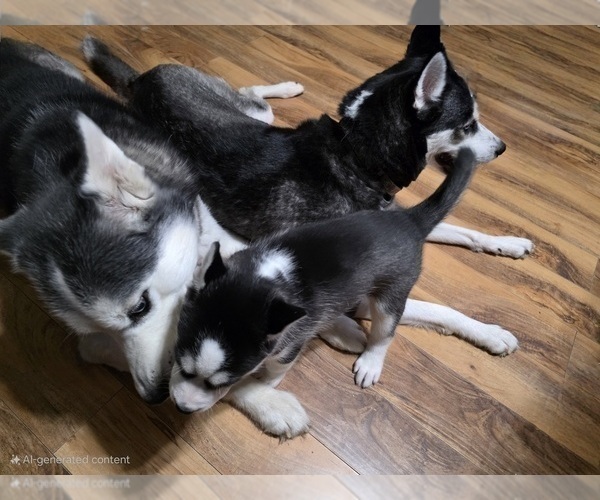 Medium Photo #85 Siberian Husky Puppy For Sale in ALTON, IL, USA