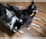 Small #10 Siberian Husky