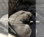 Small Photo #1 Pug Puppy For Sale in GOSHEN, IN, USA