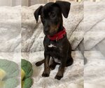 Small Photo #6 Labrador Retriever-Unknown Mix Puppy For Sale in Boston, MA, USA