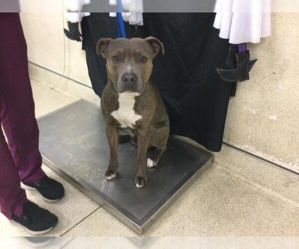 Medium Photo #1 American Pit Bull Terrier Puppy For Sale in Riverside, CA, USA