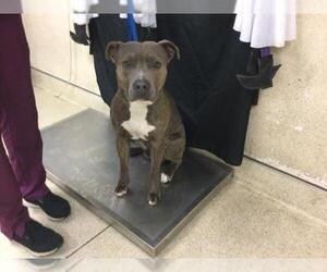 American Pit Bull Terrier Dogs for adoption in Riverside, CA, USA