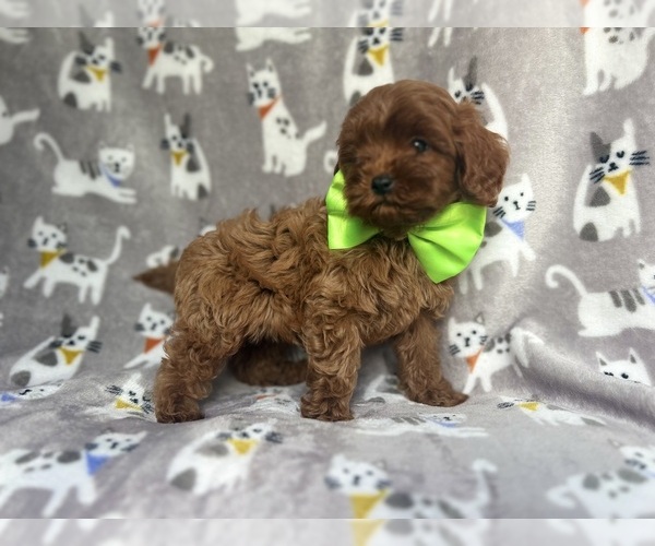 Medium Photo #6 Cavapoo Puppy For Sale in LAKELAND, FL, USA