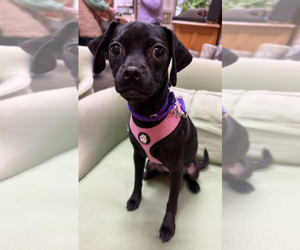 Medium Photo #2 Daug Puppy For Sale in Mundelein, IL, USA