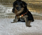 Small #3 Yorkshire Terrier