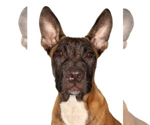 Mutt Dogs for adoption in Oakland Park, FL, USA