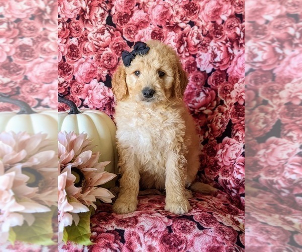 Medium Photo #3 Goldendoodle Puppy For Sale in PEACH BOTTOM, PA, USA