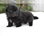 Small #6 Shih Tzu