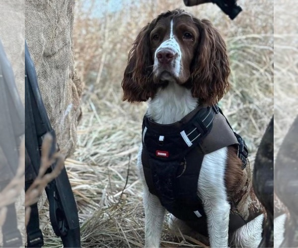 Medium Photo #1 English Springer Spaniel Puppy For Sale in ACTON, MT, USA