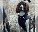 Small Photo #1 English Springer Spaniel Puppy For Sale in ACTON, MT, USA