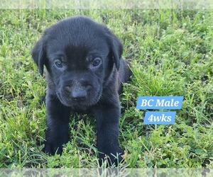 Medium Labrador Retriever
