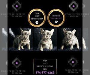 French Bulldog Puppy for sale in WARSAW, IN, USA