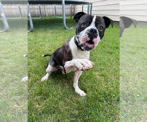 Medium Photo #5 Boxer Puppy For Sale in Burnsville, MN, USA