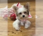 Small Yorkshire Terrier