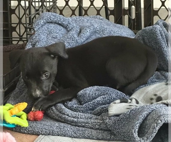 Medium Photo #2 Labrador Retriever-Unknown Mix Puppy For Sale in San Diego, CA, USA