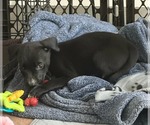 Small #1 Labrador Retriever Mix