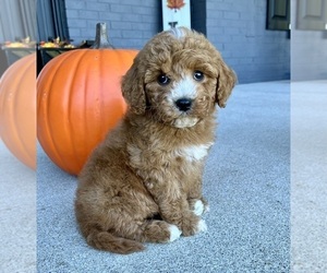 Cavapoo Puppy for sale in FRANKLIN, IN, USA