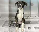 Small #5 Mutt