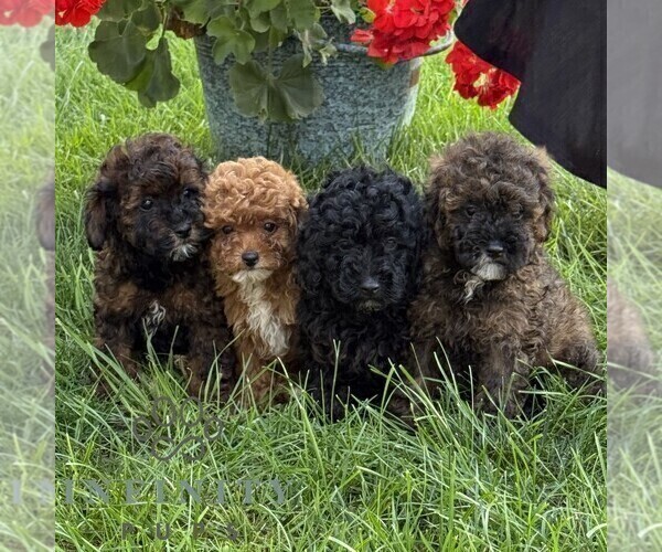Medium Photo #2 Poodle (Miniature) Puppy For Sale in GORDONVILLE, PA, USA