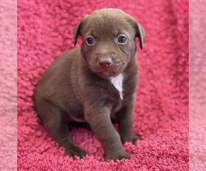 Colonial Cocker Spaniel-Unknown Mix Dogs for adoption in San Diego, CA, USA