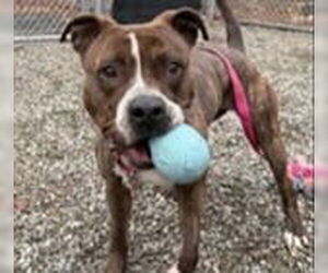 American Staffordshire Terrier Dogs for adoption in Sayreville, NJ, NJ, USA