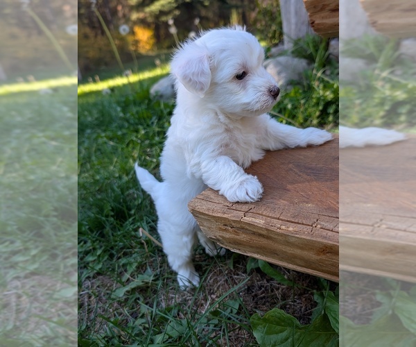 Medium Photo #3 Aussiedoodle Miniature  Puppy For Sale in SPIRIT LAKE, ID, USA